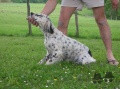 Setter Anglais C'XASKI DES SEPT PROVINCES